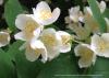 <img src='g' alt='fotoplener2'>