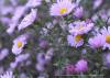 <img src='g' alt='fotoplener'>