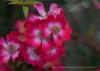 <img src='g' alt='fotoplener'>
