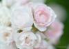 <img src='g' alt='fotoplener'>