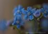 <img src='g' alt='fotoplener'>