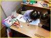 <img src='IMG' alt='Итоги педагогической практики'/>