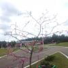 <img src='45a' alt='Летний оздоровительный лагерь «Борок»' />